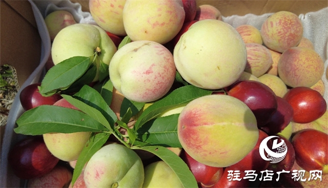 泌陽馬谷田鎮郭莊水庫紅桃迎來采摘季