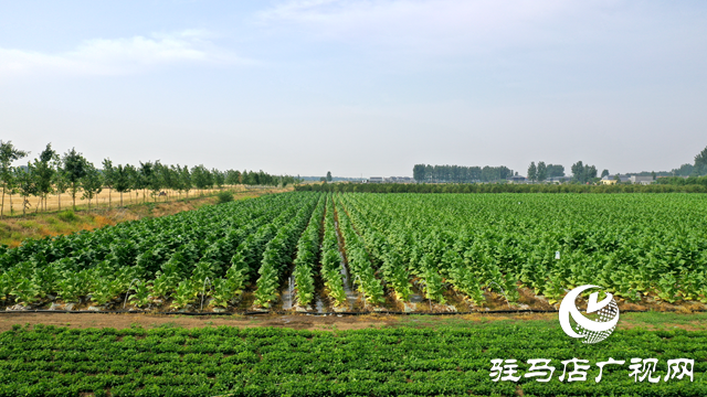 泌陽縣泰山廟鎮：黨群抗旱&ldquo;粽&rdquo;動員 濃情端午暖人心