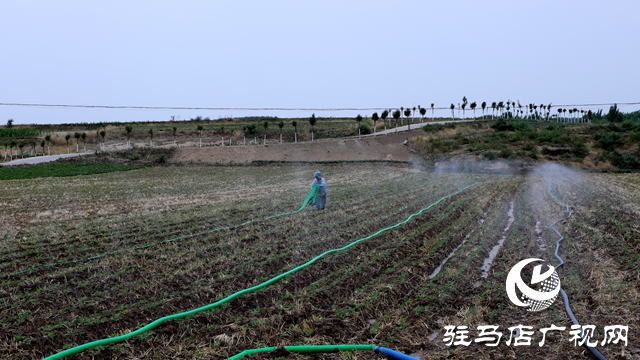 泌陽縣下碑寺鄉：黨群合力抗旱 千畝農田&ldquo;止渴&rdquo;