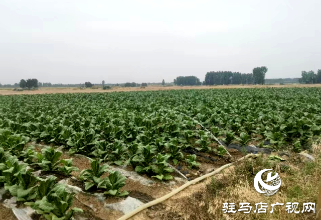 泌陽縣賒灣鎮：&ldquo;渴&rdquo;不容緩出實招 抗旱保秋穩民心