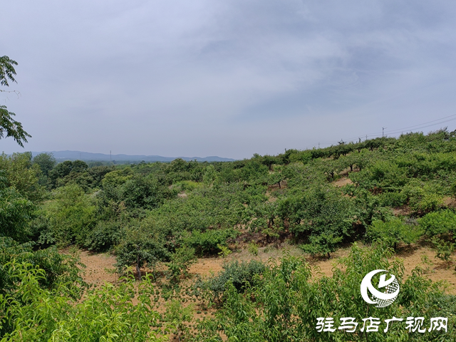 泌陽縣馬谷田:特色林果業成鄉村振興“助推器”