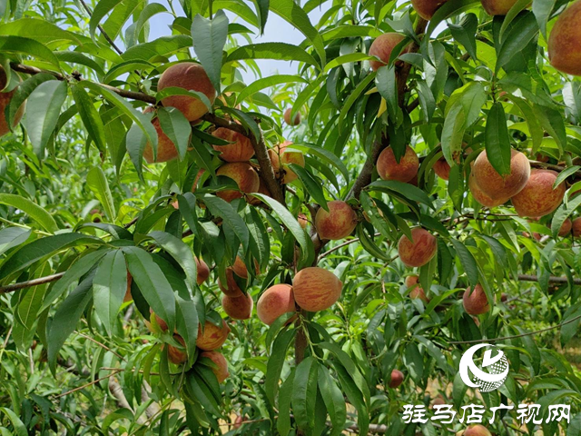 泌陽縣馬谷田:特色林果業成鄉村振興“助推器”