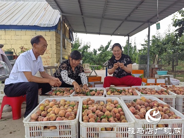 泌陽縣馬谷田鎮河南村：強化黨建引領 推進鄉村振興