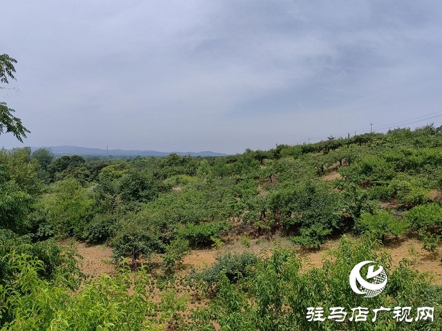 泌陽縣馬谷田鎮河南村：強化黨建引領 推進鄉村振興