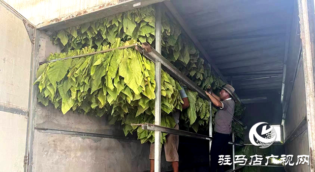 泌陽縣王店鎮(zhèn)：&ldquo;金葉&rdquo;飄香季 煙農(nóng)&ldquo;趕烤&rdquo;忙