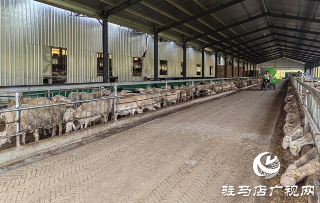 確山縣葉老莊村：羊產業奏響鄉村振興牧羊曲