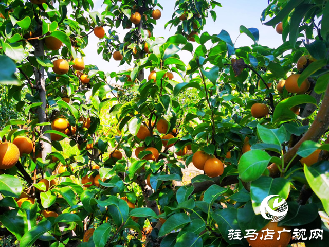 泌陽縣：特色種植助力鄉村振興