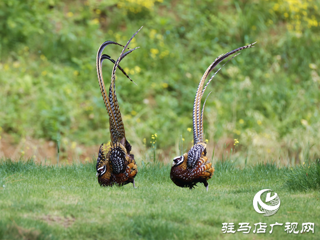 泌陽縣銅山湖：珍稀白冠長尾雉“落戶”生態保護顯成效