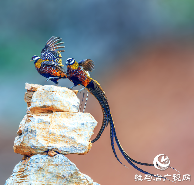 泌陽縣銅山湖：珍稀白冠長尾雉“落戶”生態保護顯成效