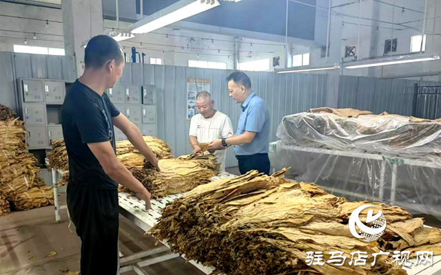 泌陽縣泰山廟鎮：烤煙收購奏響豐收曲