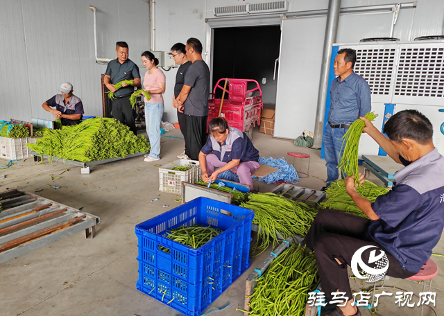 平輿縣萬金店鎮王寨村：黨建引領促發展 產業興旺迎豐收