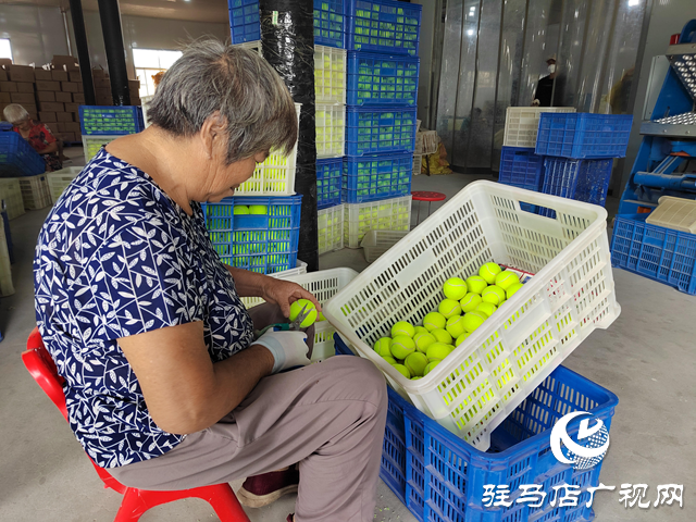 泌陽縣馬谷田鎮：“引鳳歸巢”助發展 鄉村經濟煥活力