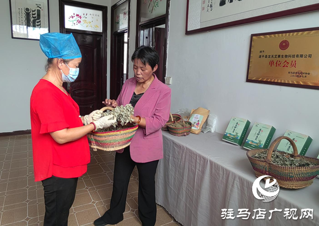 【天中光榮榜】張小紅：把小艾草做成守護群眾健康的&ldquo;生命草&rdquo;