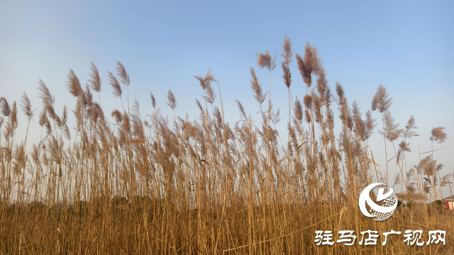 秀水公園蘆葦:冬日里的詩意與柔情