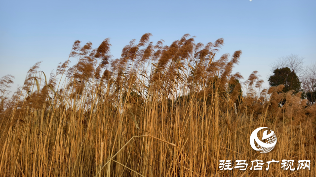 秀水公園蘆葦:冬日里的詩意與柔情