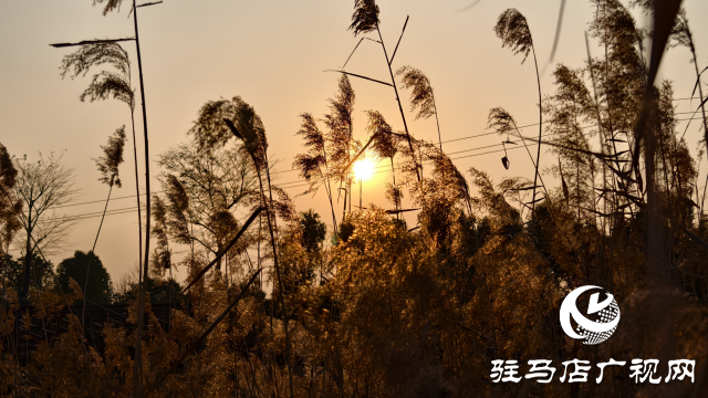 秀水公園蘆葦:冬日里的詩意與柔情