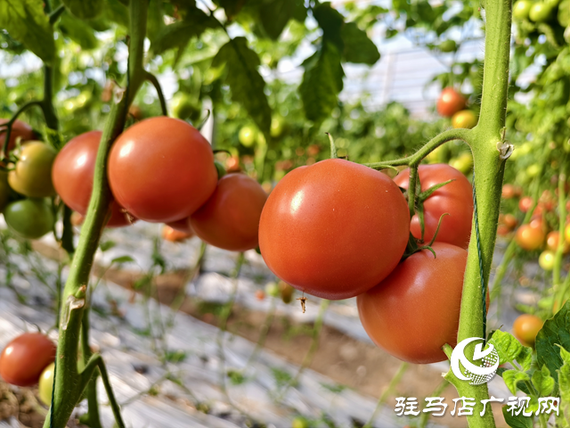 驛城區水屯鎮：西紅柿種植助力村民增收