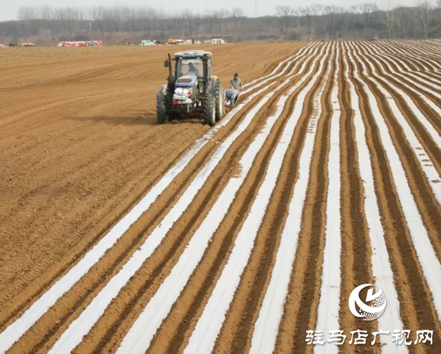 正陽縣大林鎮(zhèn)：&ldquo;薯&rdquo;光照亮群眾增收路