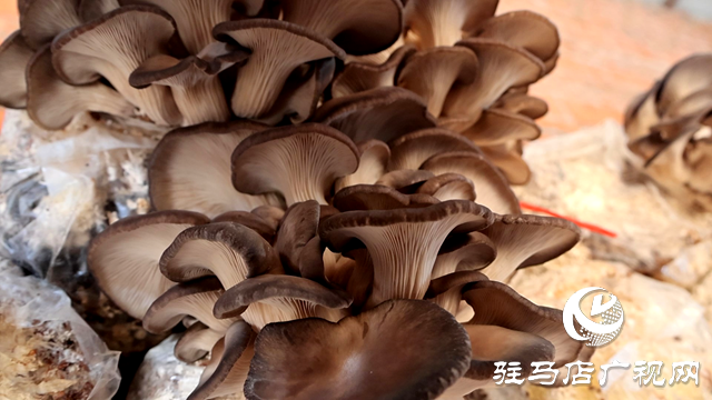 正陽縣熊寨鎮毛集村的新鮮&ldquo;菇&rdquo;事