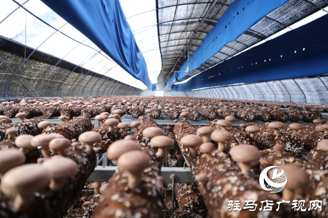 2025泌陽花菇國際產業創新大會六大看點