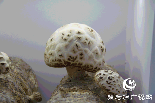 明日正式開幕！2025泌陽花菇國際產業創新大會