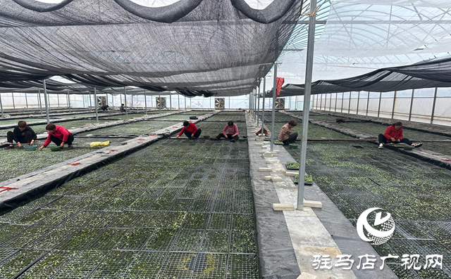 泌陽縣郭集鎮(zhèn)：精心管護(hù)煙苗 為煙葉豐收打下堅實基礎(chǔ)