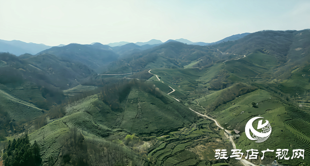 劉盼盼：茶香中蹚出創業路 匠心里架起共富橋