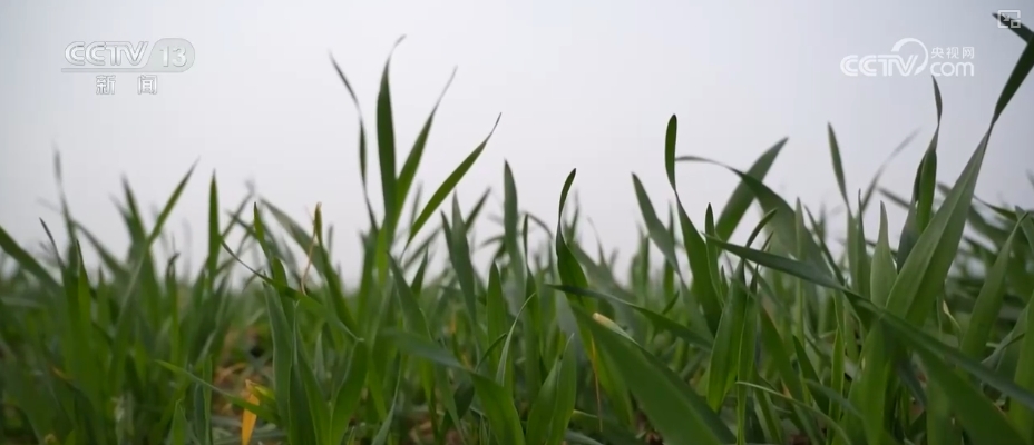 萬(wàn)象“耕”新助力小農(nóng)戶“種好地” 全產(chǎn)業(yè)鏈服務(wù)一“鍵”直達(dá)田間地頭