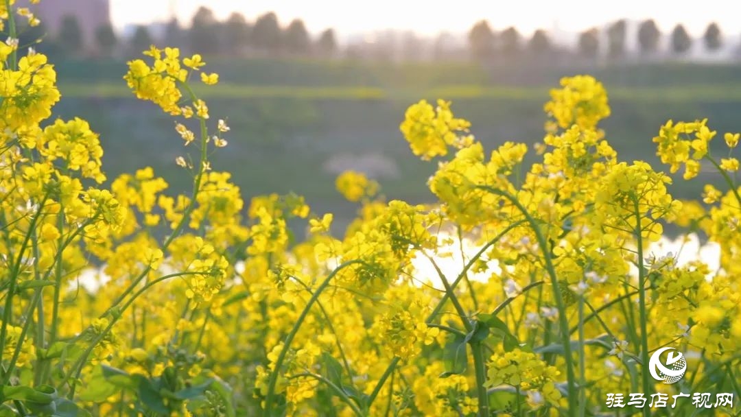 新蔡的油菜花都開了 快來看春天的“金色顯眼包”