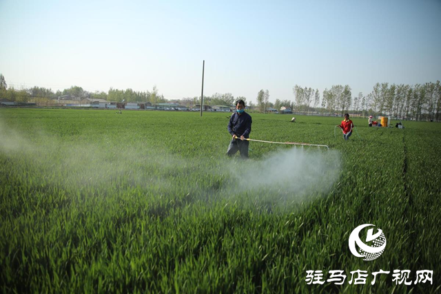 西平縣宋集鎮宋集村：人勤春來早 麥田管理正當時