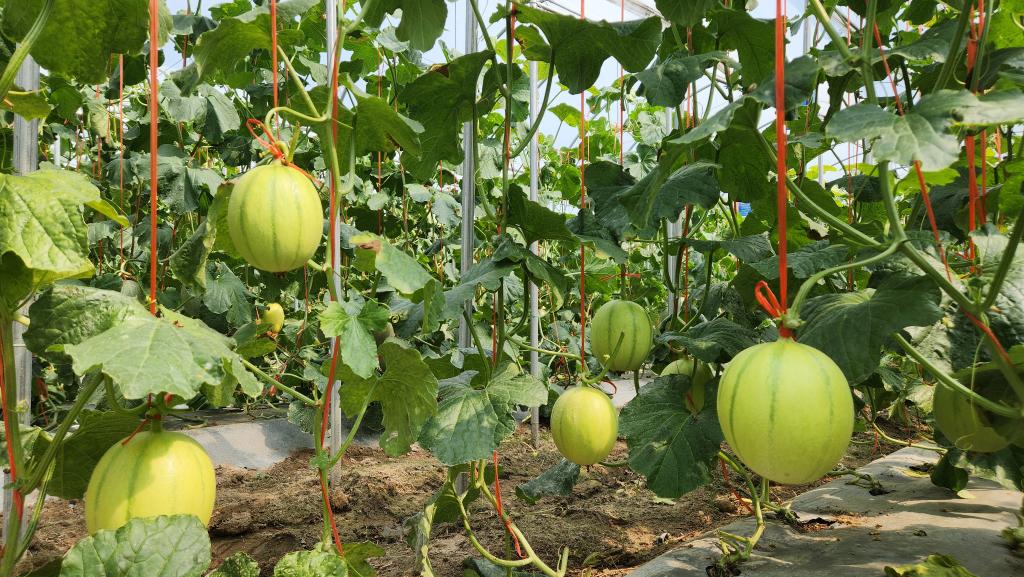 中國(guó)人的“吃瓜自由”，底氣越來(lái)越足