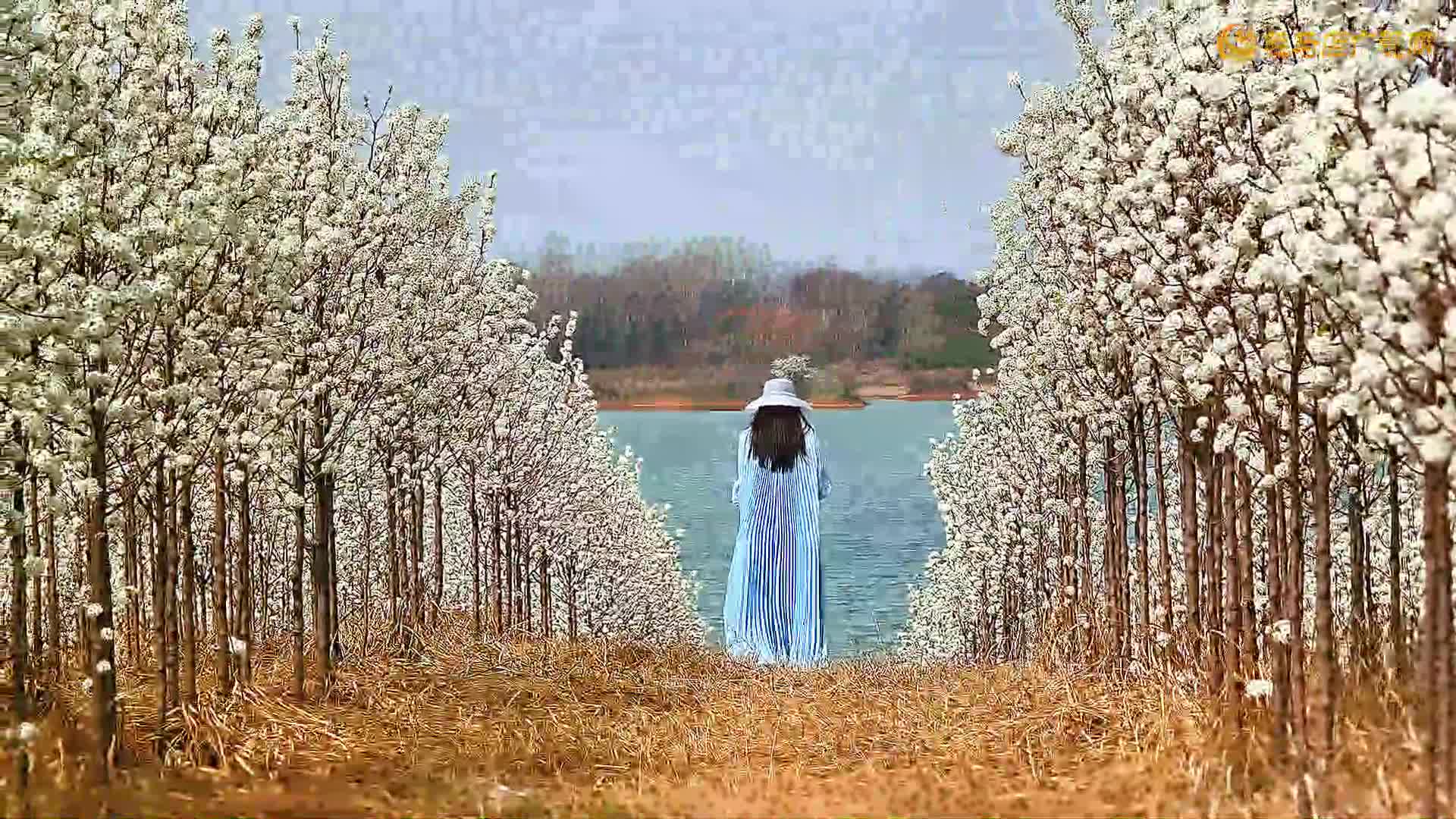 驛城區板橋鎮：春日里的“梨花盛宴”