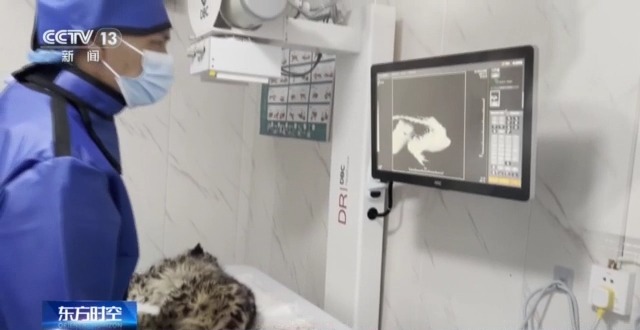 “命懸一線”的小雪豹“凌小蟄”做CT了 最新救治情況→