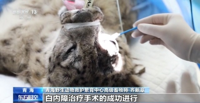 “命懸一線”的小雪豹“凌小蟄”做CT了 最新救治情況→