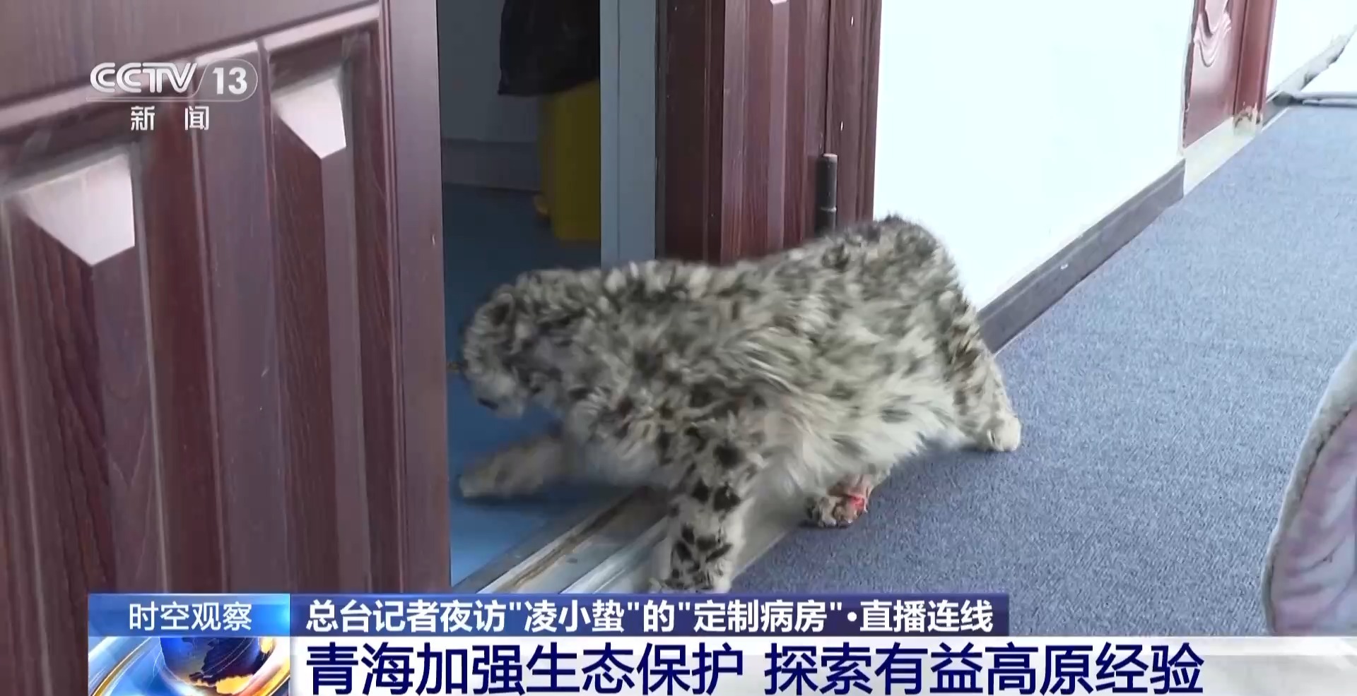 “命懸一線”的小雪豹“凌小蟄”做CT了 最新救治情況→