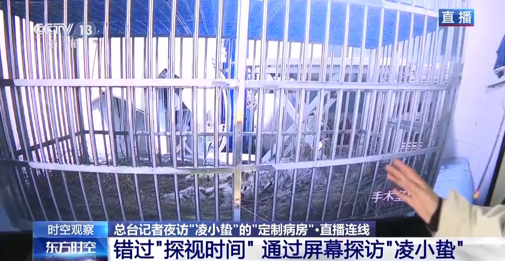 “命懸一線”的小雪豹“凌小蟄”做CT了 最新救治情況→