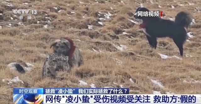 “命懸一線”的小雪豹“凌小蟄”做CT了 最新救治情況→