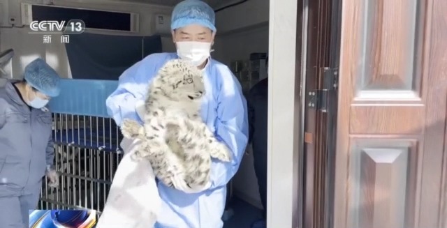 “命懸一線”的小雪豹“凌小蟄”做CT了 最新救治情況→