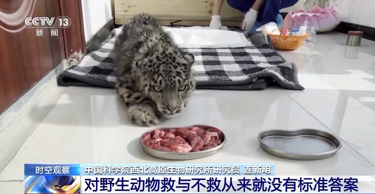 “命懸一線”的小雪豹“凌小蟄”做CT了 最新救治情況→