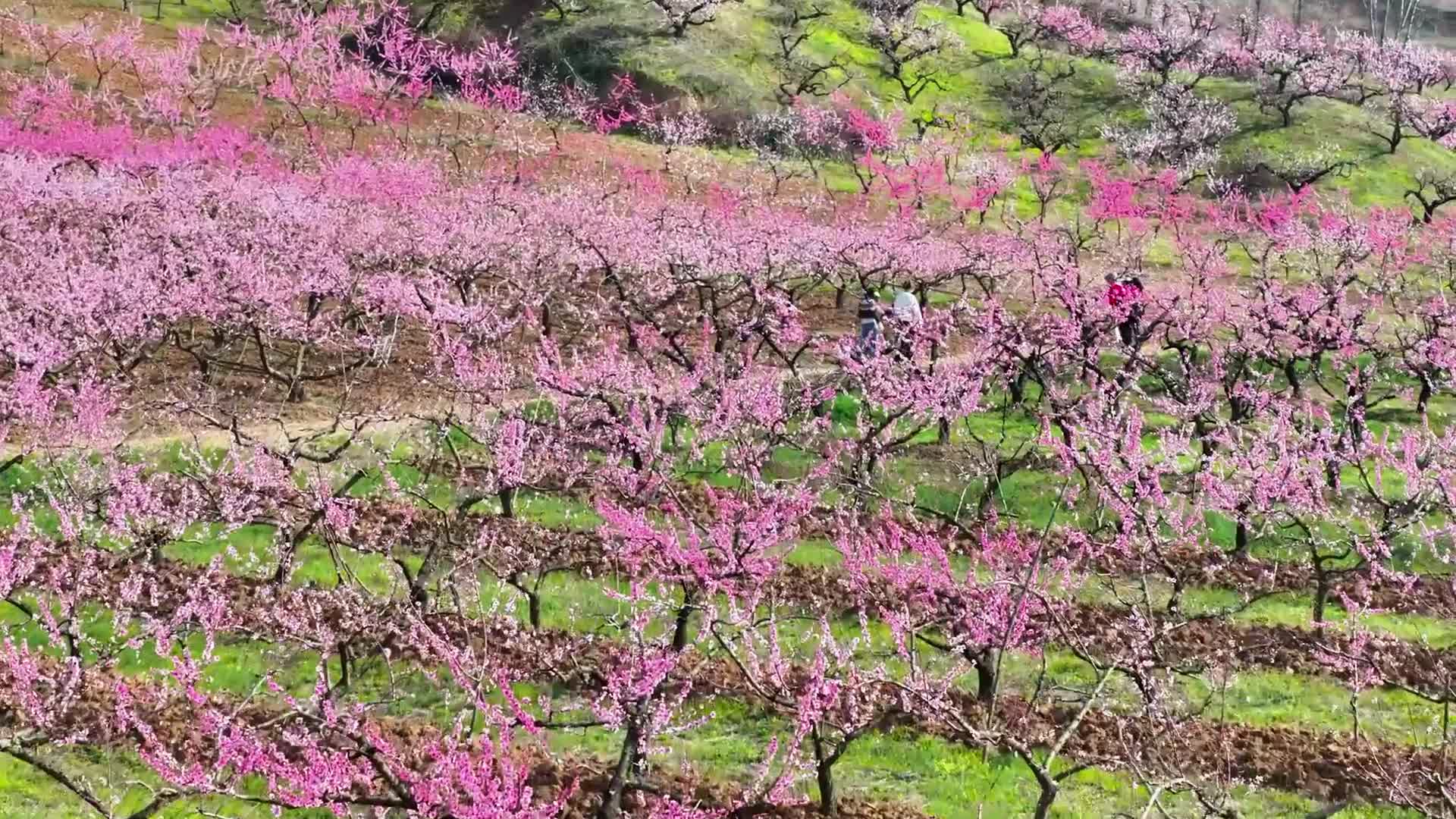 泌陽馬谷田萬畝桃花競相綻放 邀您共赴春日之約