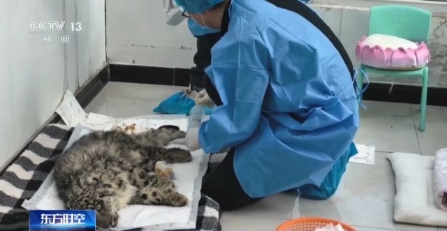 “命懸一線”的小雪豹“凌小蟄”做CT了 最新救治情況→