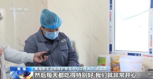 “命懸一線”的小雪豹“凌小蟄”做CT了 最新救治情況→