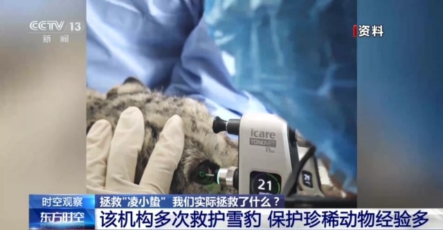 “命懸一線”的小雪豹“凌小蟄”做CT了 最新救治情況→