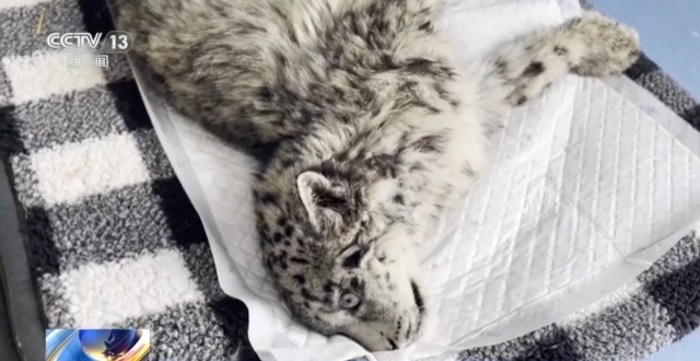 “命懸一線”的小雪豹“凌小蟄”做CT了 最新救治情況→