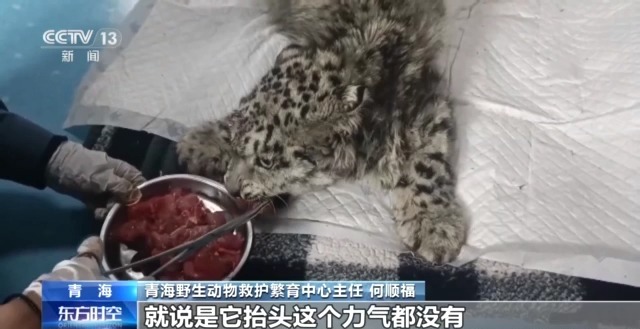 “命懸一線”的小雪豹“凌小蟄”做CT了 最新救治情況→