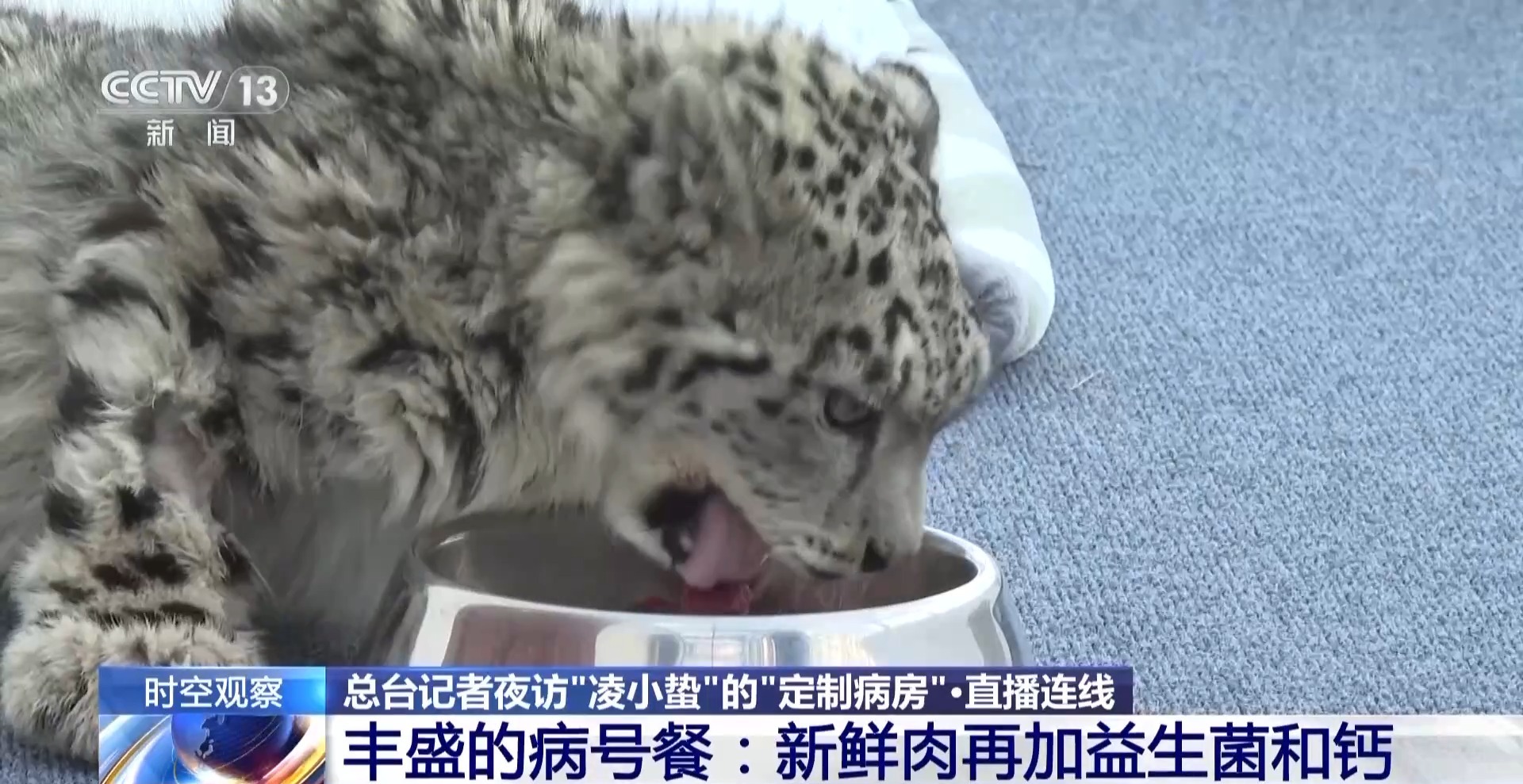 “命懸一線”的小雪豹“凌小蟄”做CT了 最新救治情況→