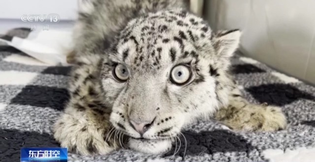 “命懸一線”的小雪豹“凌小蟄”做CT了 最新救治情況→