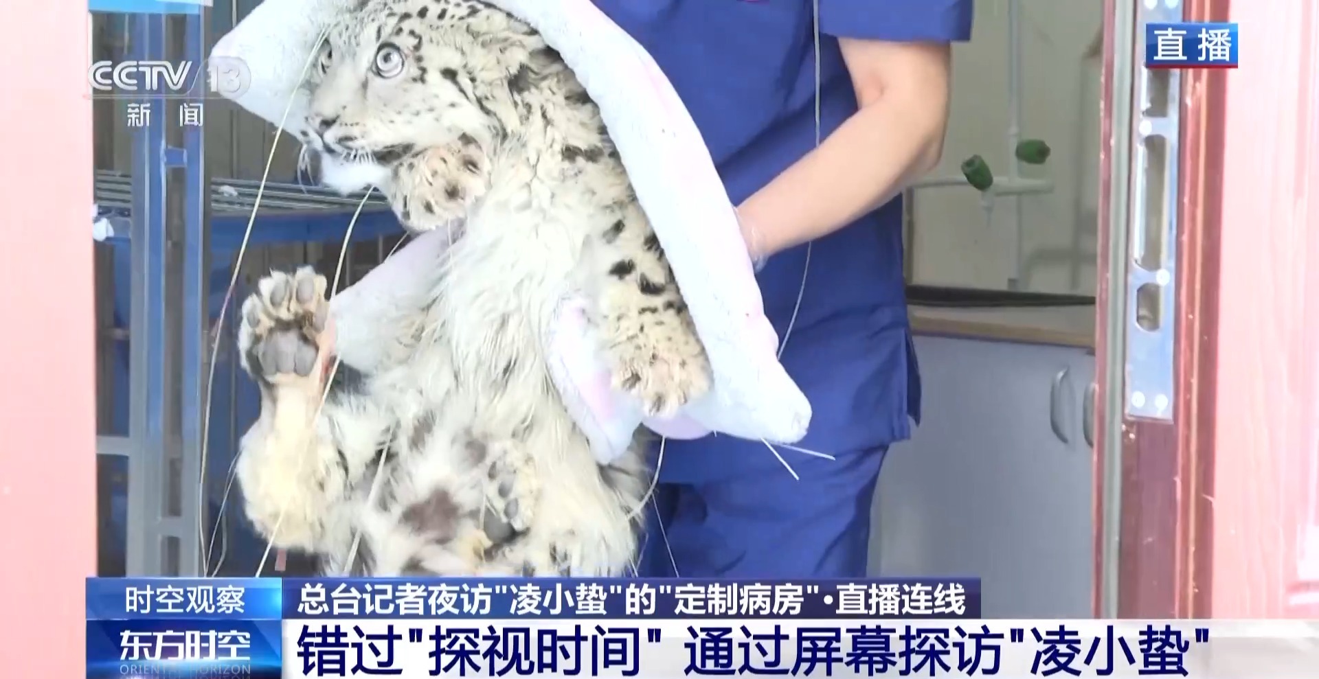 “命懸一線”的小雪豹“凌小蟄”做CT了 最新救治情況→