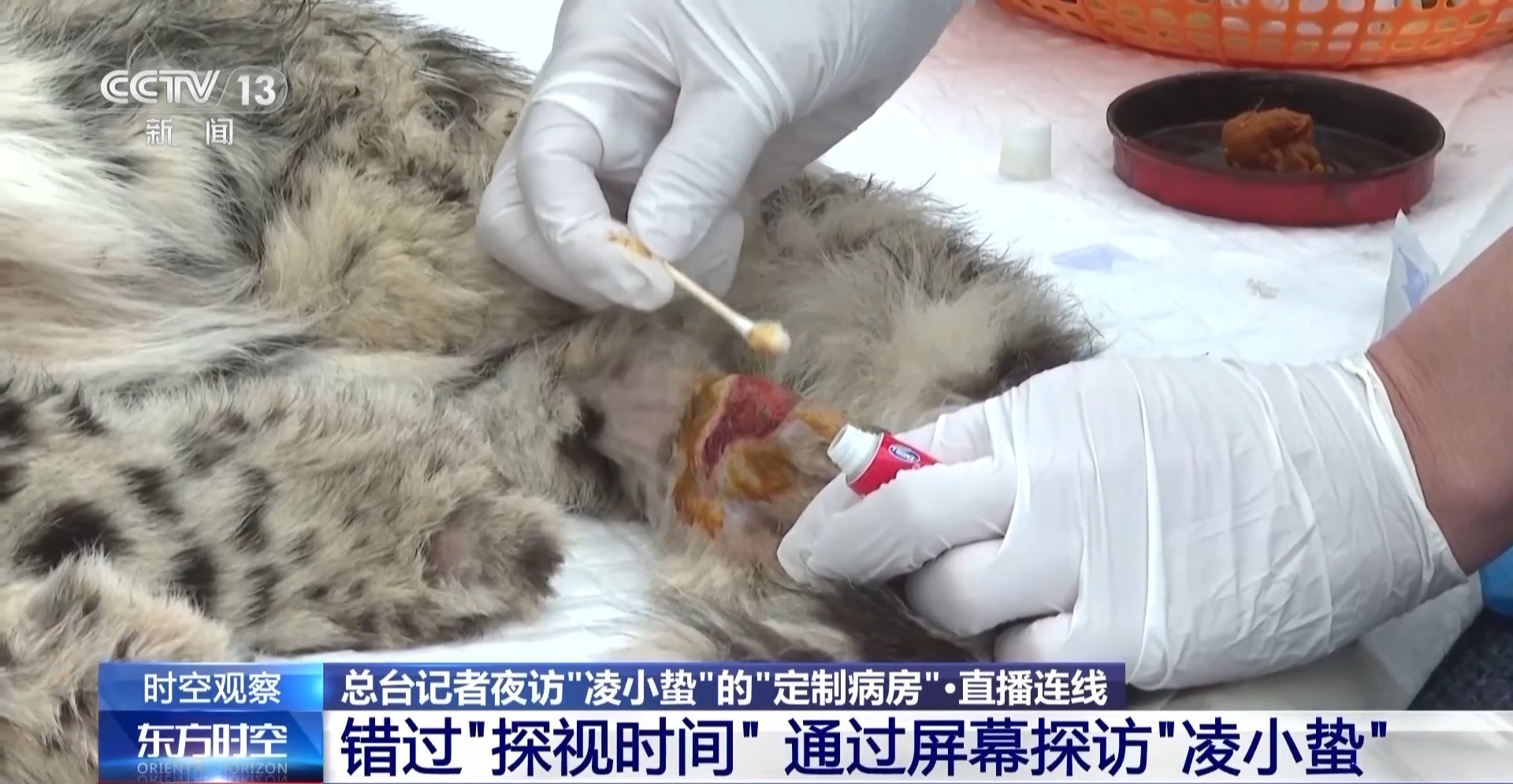 “命懸一線”的小雪豹“凌小蟄”做CT了 最新救治情況→