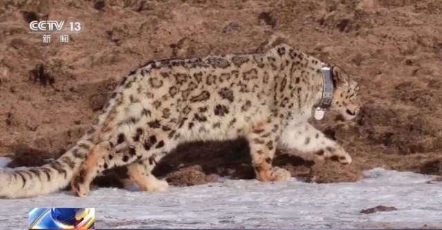 “命懸一線”的小雪豹“凌小蟄”做CT了 最新救治情況→